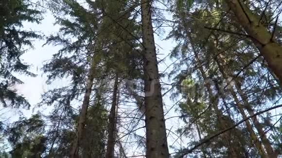 森林里春蓝的夜空视频的预览图