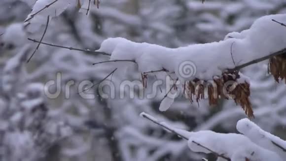 雪花落在森林里暴风雪落在树枝上视频的预览图
