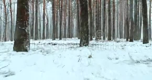 暴风雪期间冬季雪林公园的行走动作冰雪混合森林视频的预览图