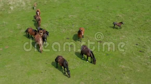 马在牧场上放牧鸟瞰绿色景观和一群棕马视频的预览图