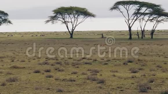 在非洲草原上春博克安泰洛佩斯的牧民快速地从掠夺者手中奔跑视频的预览图