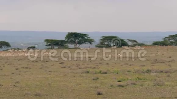 在非洲草原上春博克安泰洛佩斯的牧民快速地从掠夺者手中奔跑视频的预览图