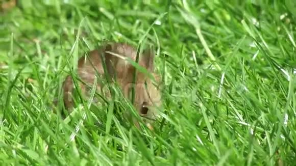 老鼠在长草里视频的预览图