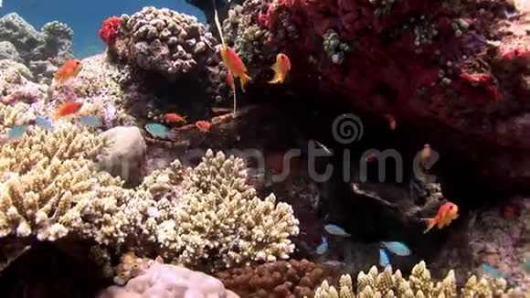 潜水员手和鱼石水下惊人的海底珊瑚礁在马尔代夫视频的预览图