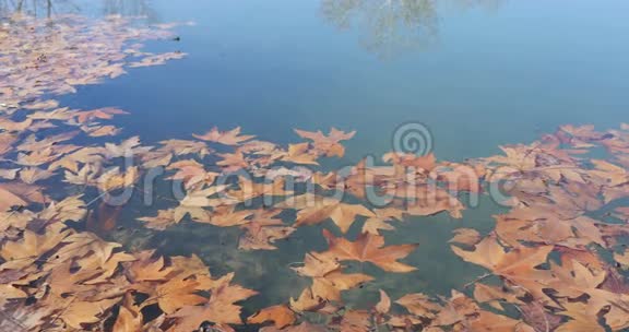 叶落在水面上视频的预览图
