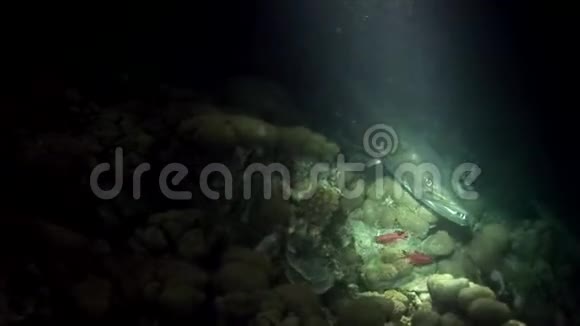 在马尔代夫惊人的海底背景下梭鱼大鱼在水下视频的预览图