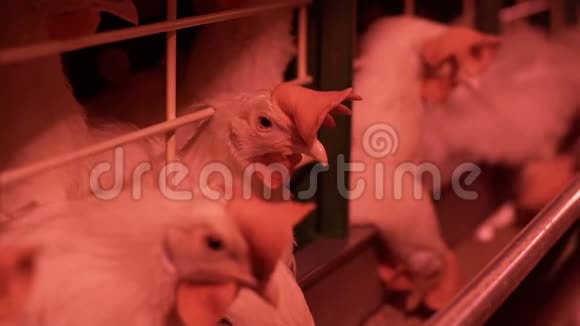 鸡在农场吃食物鸡在农场吃食物鸡蛋放在托盘里视频的预览图