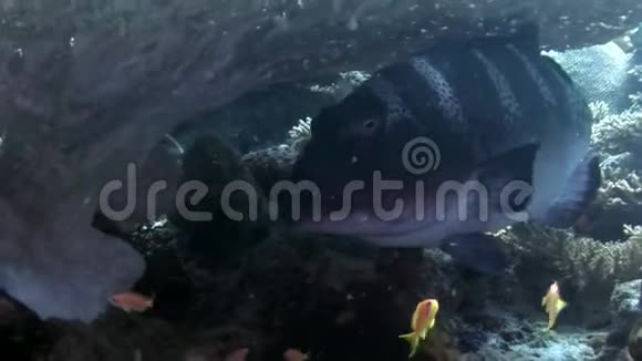 马尔代夫海底惊人海底珊瑚中的大型牙齿危险鱼类视频的预览图