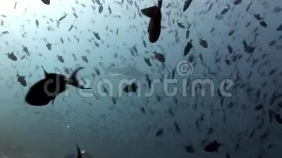 水下鲨鱼在反射太阳和海底鱼群的背景下视频的预览图