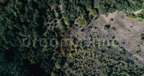 高空鸟眼镜头拍摄松树山森林高反差视频的预览图