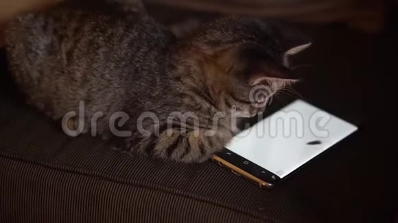 小猫看着手机屏幕视频的预览图