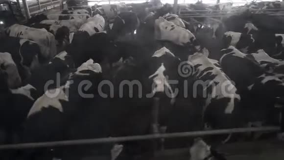 许多奶牛站在农场的一个小谷仓里绿色和平的概念录像残酷对待动物牛养在视频的预览图