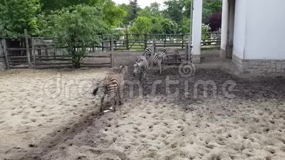 布达佩斯动物园里的斑马视频的预览图
