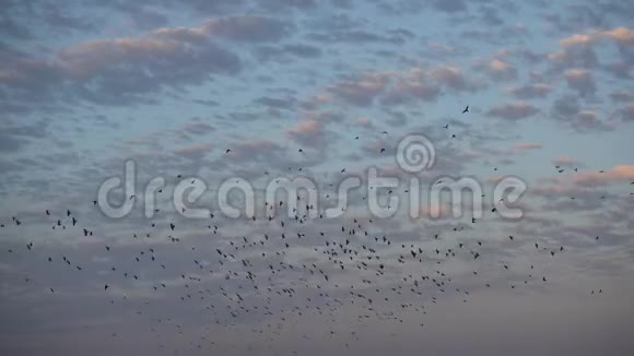 鸟群在日落的天空中飞翔视频的预览图