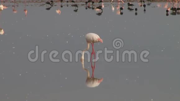 湖中鸟的清晰倒影视频的预览图