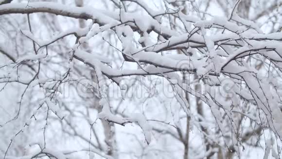 雪下的桦树枝视频的预览图