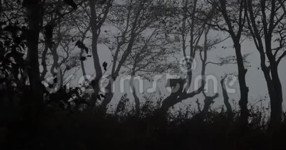 神秘森林黑暗戈蒂奇老家禽住在黑暗森林中的老树上视频的预览图