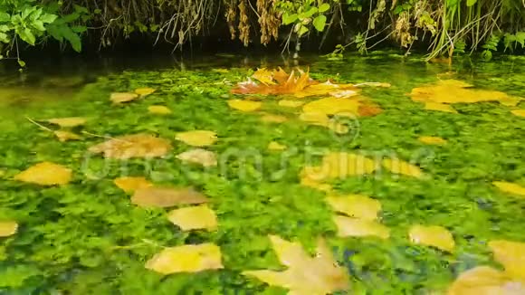 黄树叶漂浮在池塘上秋天的风景视频的预览图