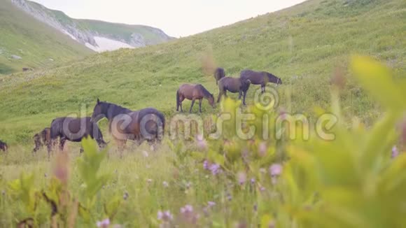 马在绿地上放牧在山景背景上吃草视频的预览图