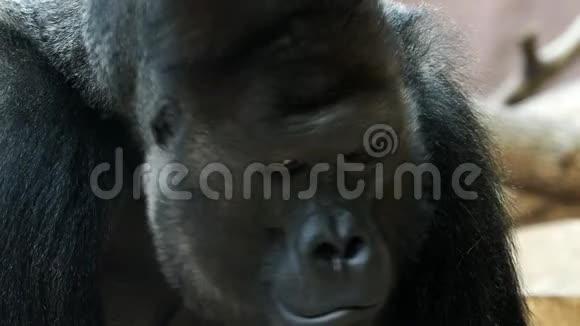 雄性大猩猩的肖像银背雄性大猩猩视频的预览图