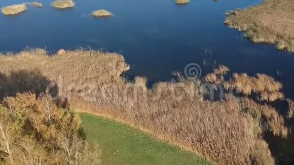 棕色的秋天芦苇和芦苇湖空中视频的预览图