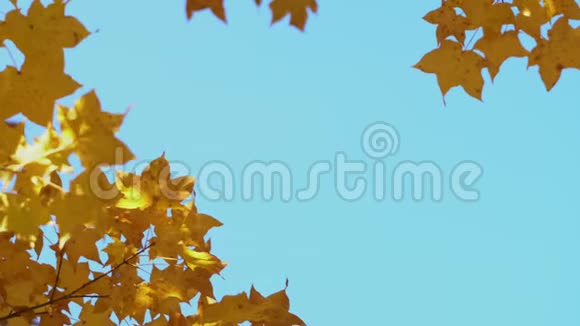 近处枫树的树枝在晴朗的蓝天背景下吹拂枫叶从橙色变成明亮视频的预览图