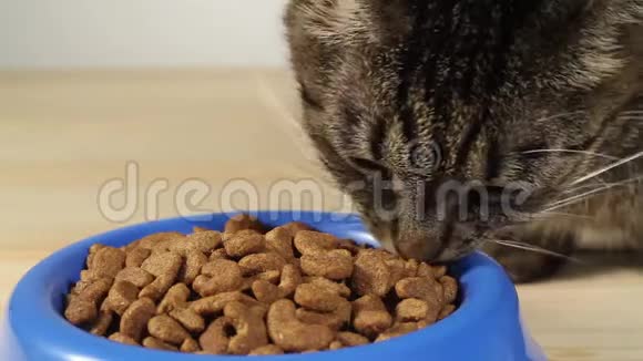 猫猫从木地板上的碗里吃猫粮视频的预览图