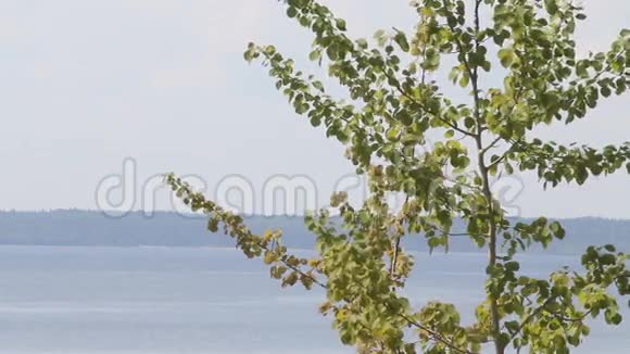 海边的杨树视频的预览图