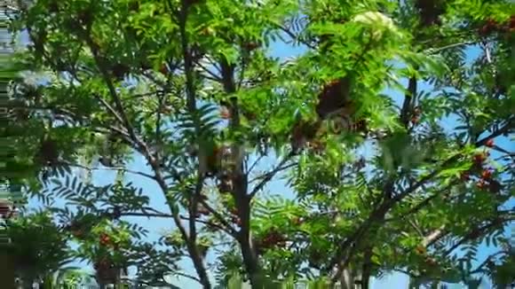 鸟从树枝飞到树枝视频的预览图