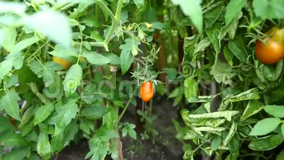 新鲜成熟的红番茄生长在温室里视频的预览图