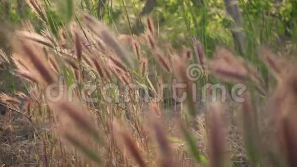 慢动作的草地在葡萄园的风中摇曳视频的预览图