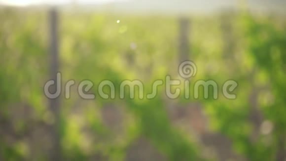 在模糊的背景和葡萄藤上缓慢移动的葡萄园视频的预览图