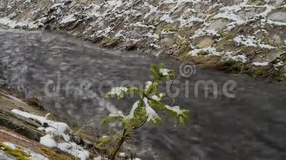 小圣诞树的雪枝在快速移动的瀑布背景下随风摇摆形成巨大的泡沫视频的预览图