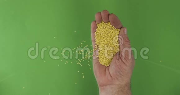 农夫掌中持粟粒手中的一堆谷物落在绿色的背景上视频的预览图