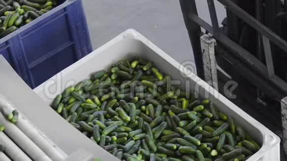 装满黄瓜的盒子蔬菜加工自动生产线保存黄瓜黄瓜罐头玻璃罐视频的预览图