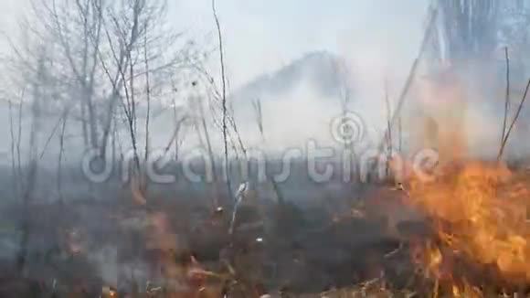 森林里的火燃烧着干草视频的预览图