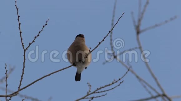 磁黄草一只雌牛雀坐在西伯利亚的树枝上视频的预览图