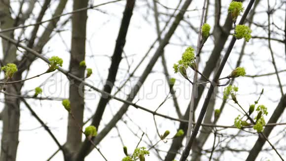 春天盛开的树视频的预览图