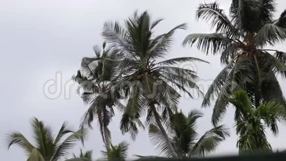 椰子树迎风招展的视频视频的预览图