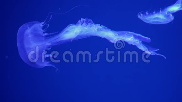 一只发光的斑点水母漂浮在蓝色的水中视频的预览图