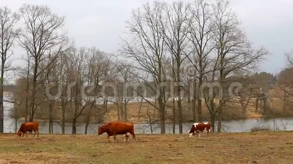 小可爱的棕色母牛小牛在牧场上和池塘一起奔跑捷克景观视频的预览图