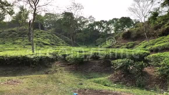 孟加拉国Sylhet的茶园视频的预览图