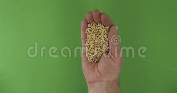 农夫在掌中盛大麦粒手中的一堆谷物落在绿色的背景上视频的预览图