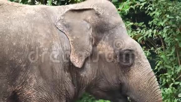印度大象非常靠近头像脸拍摄视频的预览图