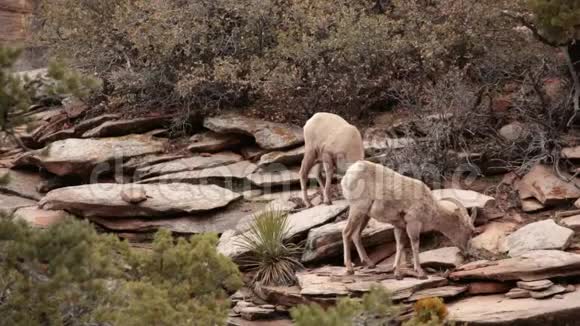 沙漠大角羊在春季生长时吃草视频的预览图