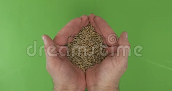 男人的手在绿色的背景上握着一堆黑麦粒上景视频的预览图