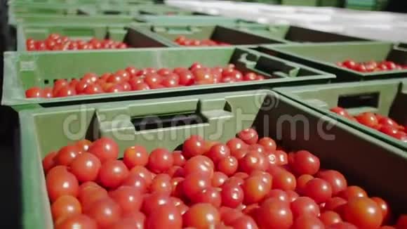 工厂黄瓜储存保存西红柿罐装番茄装有西红柿和香料的玻璃瓶视频的预览图