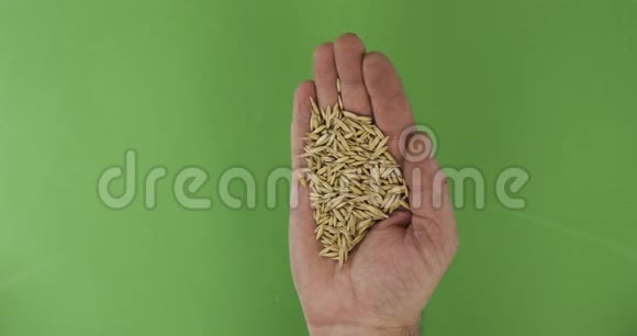 农夫在手掌上拿着燕麦粒手中的一堆谷物落在绿色的背景上视频的预览图