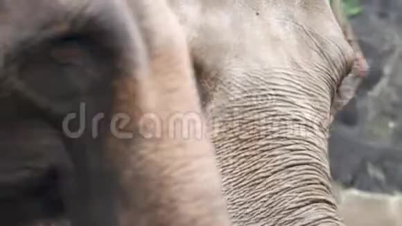 印度大象非常靠近头像脸拍摄视频的预览图