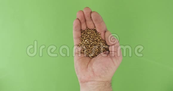 农夫在掌中握着荞麦手中的一堆谷物落在绿色的背景上视频的预览图
